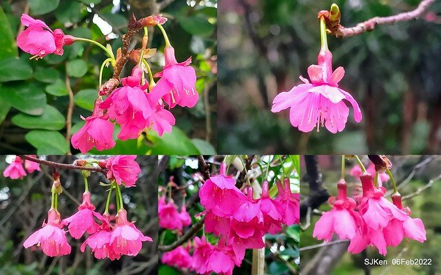 花卉試驗中心櫻花篇(2022 Cherry blossoms ), Taipei, Taiwan, SJKen,Feb 6, 2022.