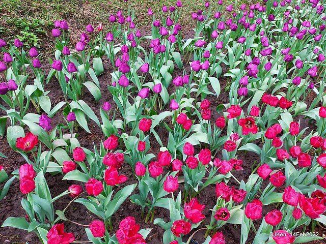 「新店碧潭風景區鬱金香花海」(Tulid blossoms at Pi lake), Hsinpei city, North Taiwan, SJKen, Feb 14, 2022.