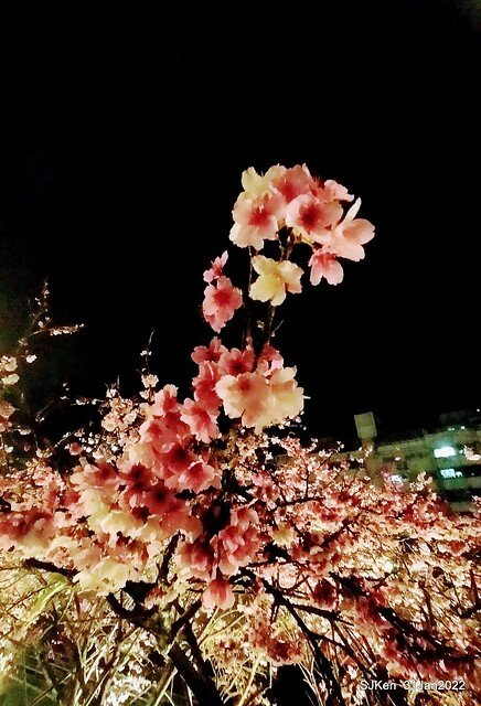 「2022台北東湖樂活夜櫻季」(2022 Taipei Lohas Cherry Blossoms Festival), Taipei, Taiwan, SJKen, Jan 31, 2022.