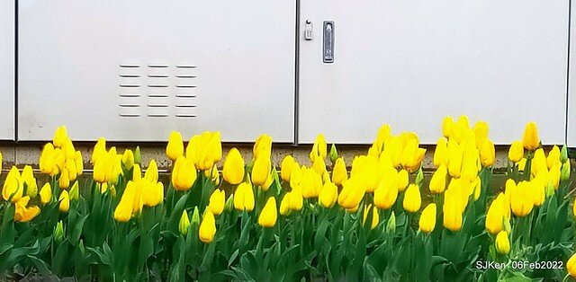 花卉試驗中心鬱金香展(2022 Tulid blossoms exhibition), Taipei, Taiwan, SJKen,Feb 6,  2022.