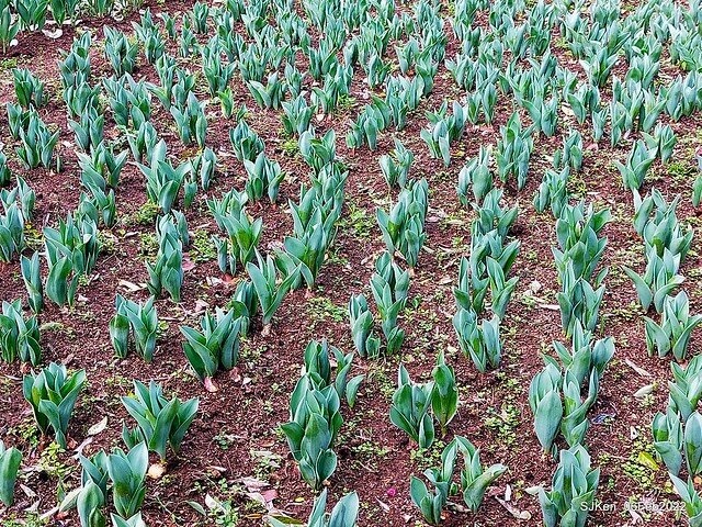 花卉試驗中心鬱金香展(2022 Tulid blossoms exhibition), Taipei, Taiwan, SJKen,Feb 6,  2022.