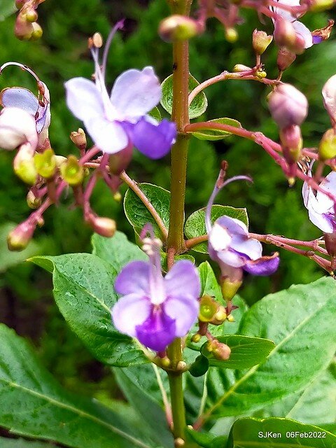 「陽明山花卉試驗中心風信子與香花篇」(Hyacinthus orientalis & other blossoms), Taipei, Taiwan, SJKen, Feb 6, 2022.
