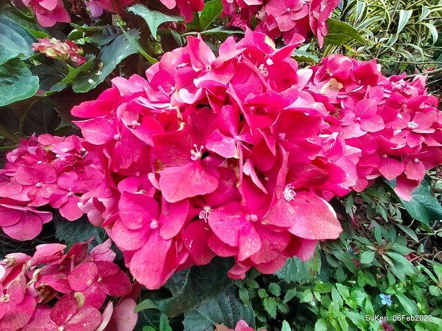 「陽明山花卉試驗中心風信子與香花篇」(Hyacinthus orientalis & other blossoms), Taipei, Taiwan, SJKen, Feb 6, 2022.