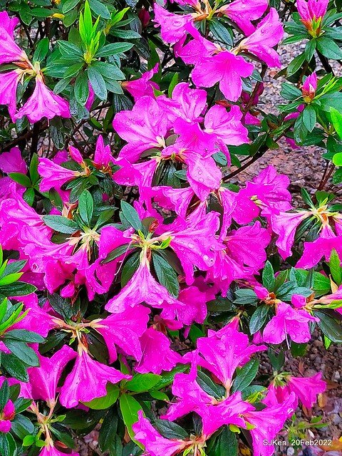 「大安森林公園2022台北杜鵑花季」(Hydrangea & Rhododendron flower exhibition at Da-An forest park), Taipei, Taiwan, SJKen, Feb 20, 2022.