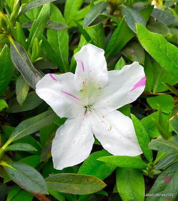 「陽明山花卉試驗中心茶花與杜鵑花」(Rhododendron &Camila), Taipei, Taiwan, SJKen, Feb 6, 2022.
