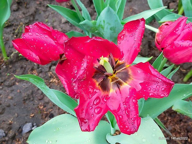 「新店碧潭風景區鬱金香花海」(Tulid blossoms at Pi lake), Hsinpei city, North Taiwan, SJKen, Feb 14, 2022.