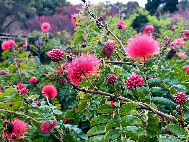 「陽明山花卉試驗中心風信子與香花篇」(Hyacinthus orientalis & other blossoms), Taipei, Taiwan, SJKen, Feb 6, 2022.