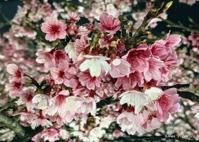 「2022台北東湖樂活夜櫻季」(2022 Taipei Lohas Cherry Blossoms Festival), Taipei, Taiwan, SJKen, Jan 31, 2022.