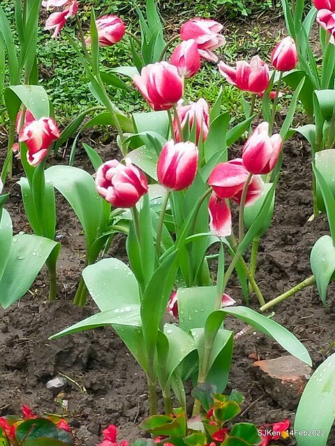 「新店碧潭風景區鬱金香花海」(Tulid blossoms at Pi lake), Hsinpei city, North Taiwan, SJKen, Feb 14, 2022.