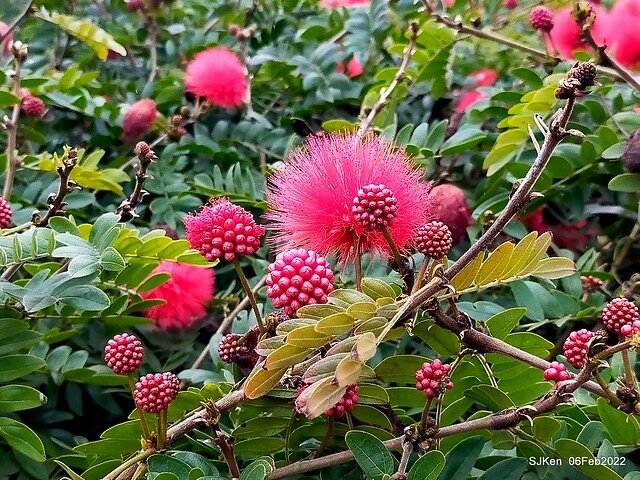 「陽明山花卉試驗中心風信子與香花篇」(Hyacinthus orientalis & other blossoms), Taipei, Taiwan, SJKen, Feb 6, 2022.