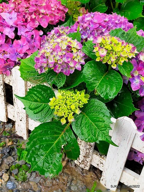 「大安森林公園2022台北杜鵑花季」(Hydrangea & Rhododendron flower exhibition at Da-An forest park), Taipei, Taiwan, SJKen, Feb 20, 2022.