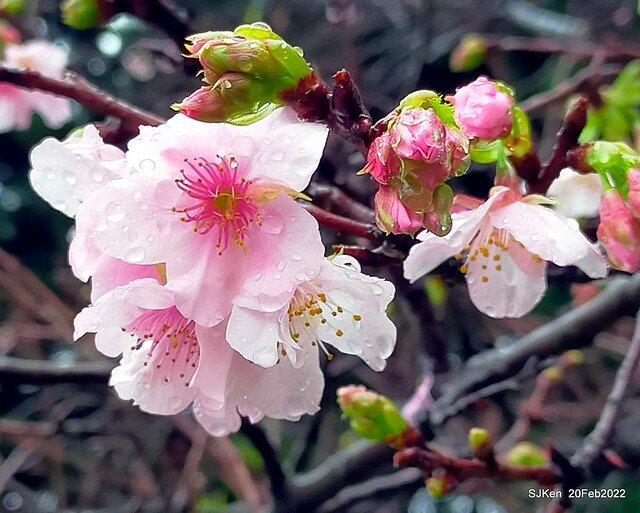 「中正紀念堂」寒流雨中賞櫻與杜鵑花(Cherry Blossom & Rhododendron at C.K.S. Memorial Hall), Taipei, Taiwan, SJKen, Feb 20, 2022.