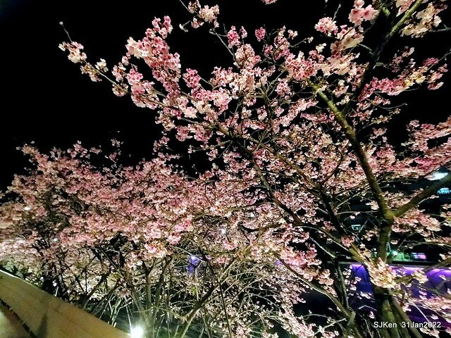 「2022台北東湖樂活夜櫻季」(2022 Taipei Lohas Cherry Blossoms Festival), Taipei, Taiwan, SJKen, Jan 31, 2022.