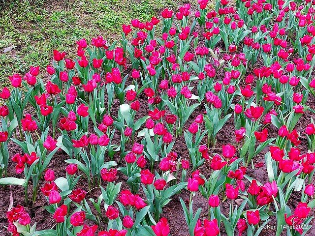「新店碧潭風景區鬱金香花海」(Tulid blossoms at Pi lake), Hsinpei city, North Taiwan, SJKen, Feb 14, 2022.