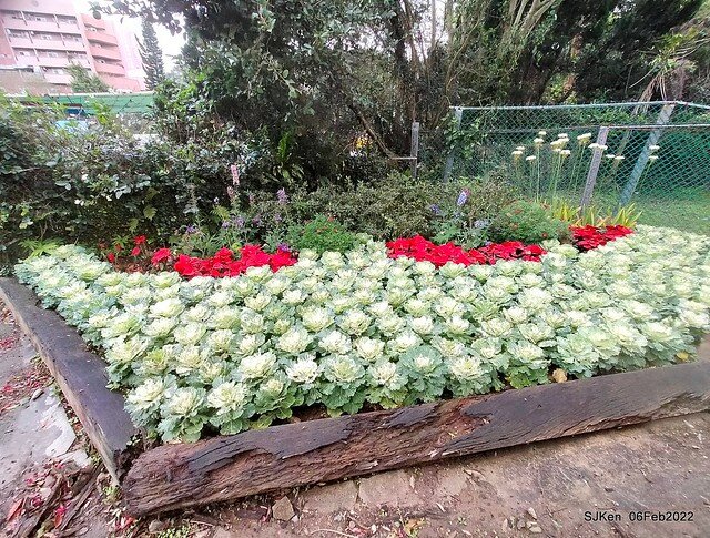 「陽明山花卉試驗中心風信子與香花篇」(Hyacinthus orientalis & other blossoms), Taipei, Taiwan, SJKen, Feb 6, 2022.