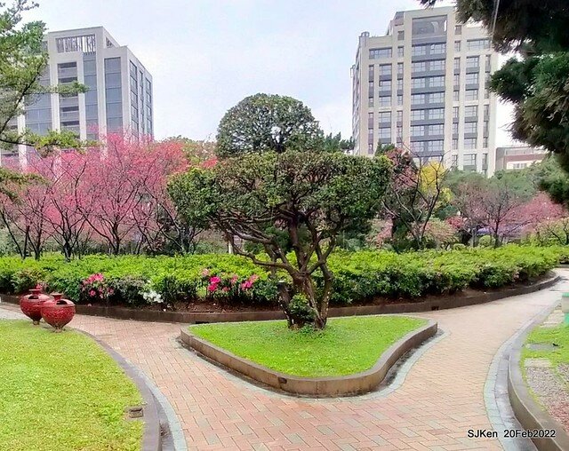 「中正紀念堂」寒流雨中賞櫻與杜鵑花(Cherry Blossom & Rhododendron at C.K.S. Memorial Hall), Taipei, Taiwan, SJKen, Feb 20, 2022.
