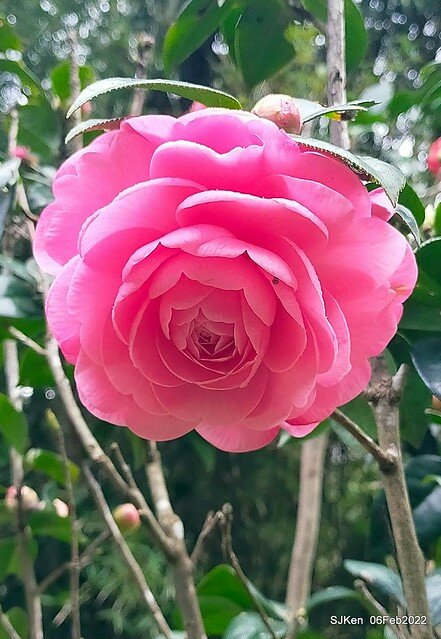 「陽明山花卉試驗中心茶花與杜鵑花」(Rhododendron &Camila), Taipei, Taiwan, SJKen, Feb 6, 2022.