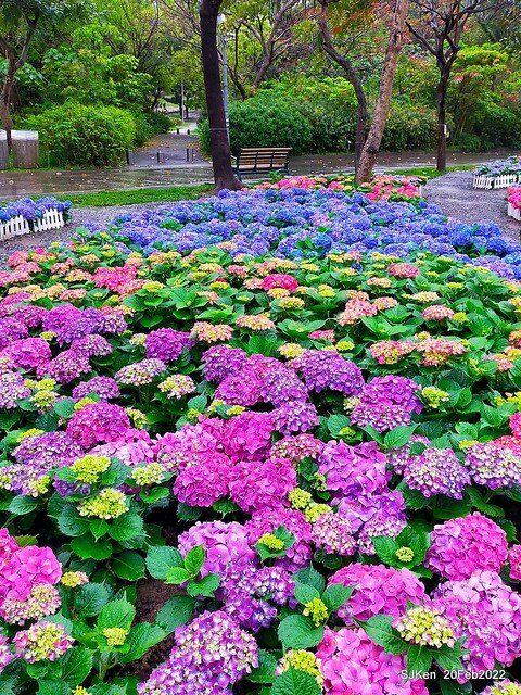 「大安森林公園2022台北杜鵑花季」(Hydrangea & Rhododendron flower exhibition at Da-An forest park), Taipei, Taiwan, SJKen, Feb 20, 2022.