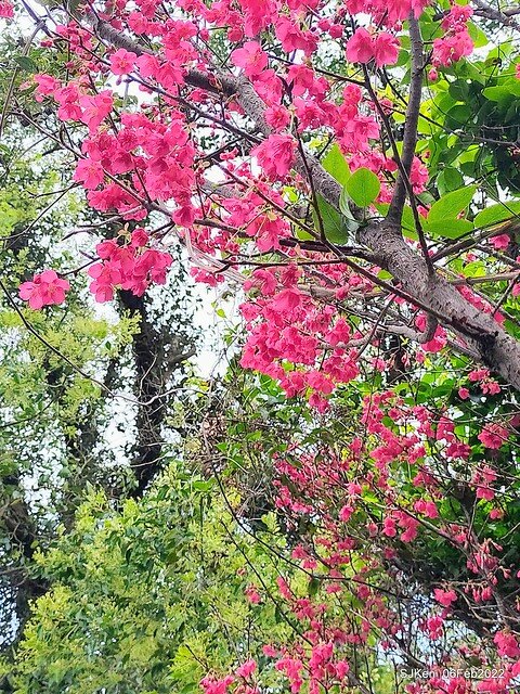 花卉試驗中心櫻花篇(2022 Cherry blossoms ), Taipei, Taiwan, SJKen,Feb 6, 2022.