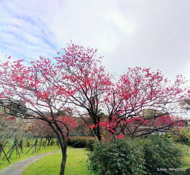 花卉試驗中心櫻花篇(2022 Cherry blossoms ), Taipei, Taiwan, SJKen,Feb 6, 2022.
