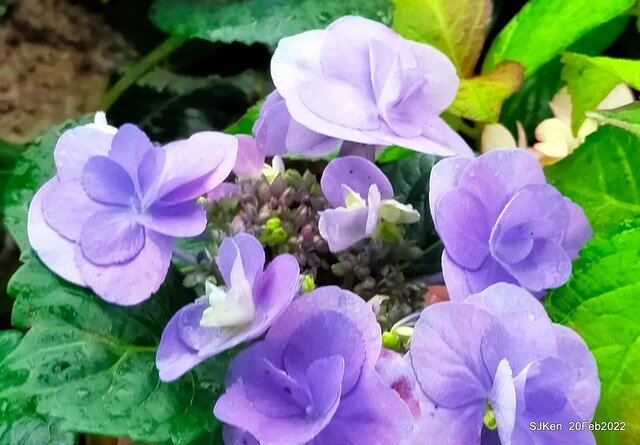「大安森林公園2022台北杜鵑花季」(Hydrangea & Rhododendron flower exhibition at Da-An forest park), Taipei, Taiwan, SJKen, Feb 20, 2022.