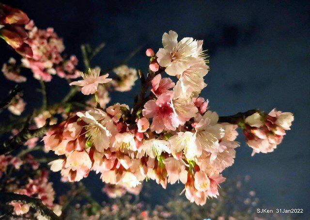 「2022台北東湖樂活夜櫻季」(2022 Taipei Lohas Cherry Blossoms Festival), Taipei, Taiwan, SJKen, Jan 31, 2022.
