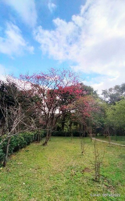 花卉試驗中心櫻花篇(2022 Cherry blossoms ), Taipei, Taiwan, SJKen,Feb 6, 2022.