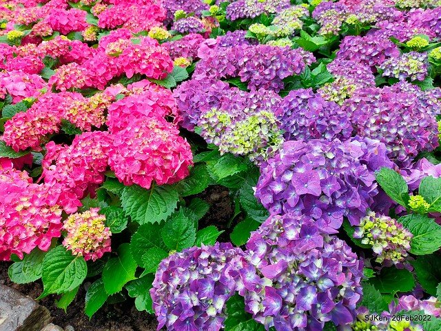 「大安森林公園2022台北杜鵑花季」(Hydrangea & Rhododendron flower exhibition at Da-An forest park), Taipei, Taiwan, SJKen, Feb 20, 2022.
