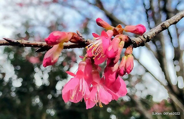 花卉試驗中心櫻花篇(2022 Cherry blossoms ), Taipei, Taiwan, SJKen,Feb 6, 2022.