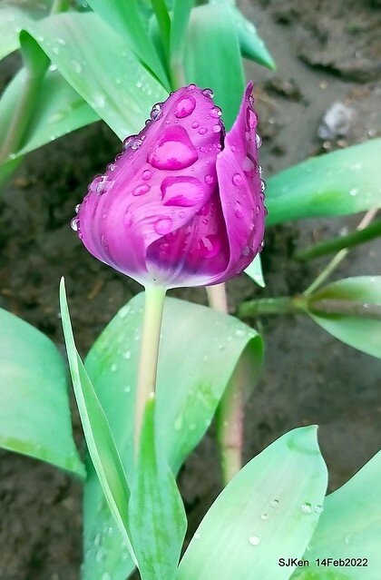 「新店碧潭風景區鬱金香花海」(Tulid blossoms at Pi lake), Hsinpei city, North Taiwan, SJKen, Feb 14, 2022.