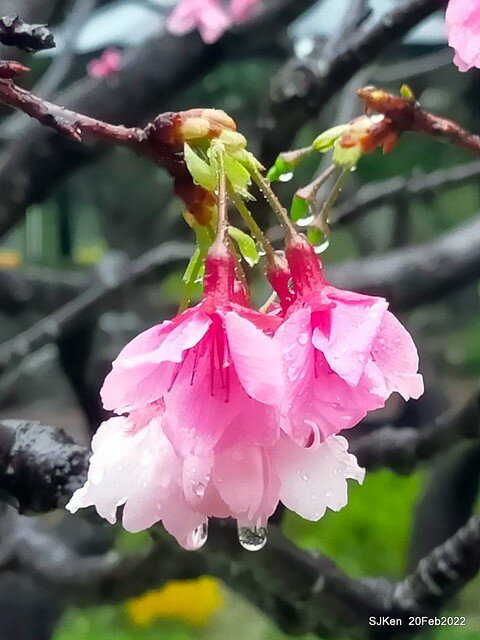 「中正紀念堂」寒流雨中賞櫻與杜鵑花(Cherry Blossom & Rhododendron at C.K.S. Memorial Hall), Taipei, Taiwan, SJKen, Feb 20, 2022.