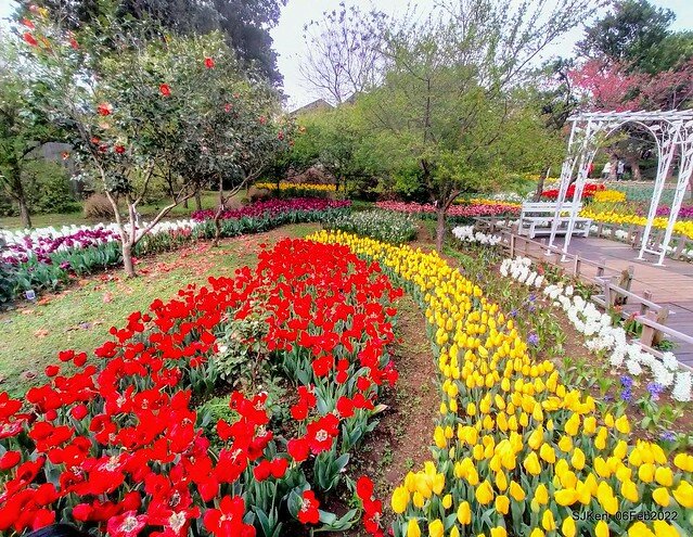 花卉試驗中心鬱金香展(2022 Tulid blossoms exhibition), Taipei, Taiwan, SJKen,Feb 6,  2022.