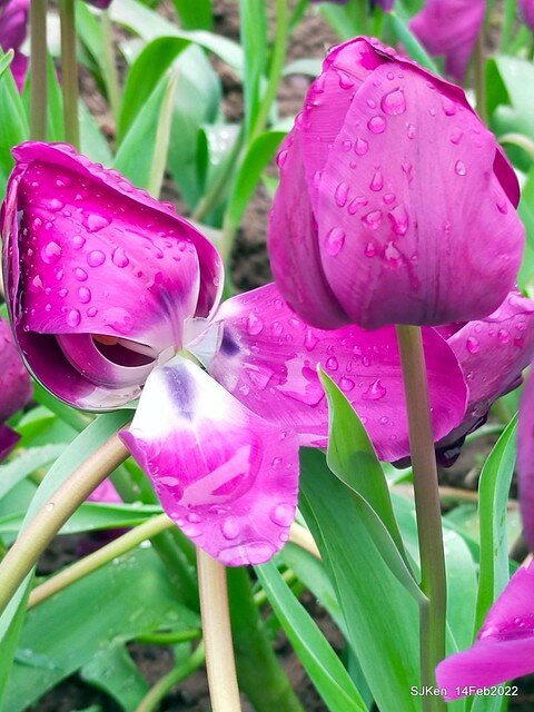 「新店碧潭風景區鬱金香花海」(Tulid blossoms at Pi lake), Hsinpei city, North Taiwan, SJKen, Feb 14, 2022.