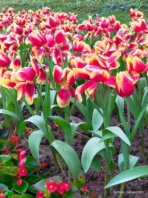 「新店碧潭風景區鬱金香花海」(Tulid blossoms at Pi lake), Hsinpei city, North Taiwan, SJKen, Feb 14, 2022.