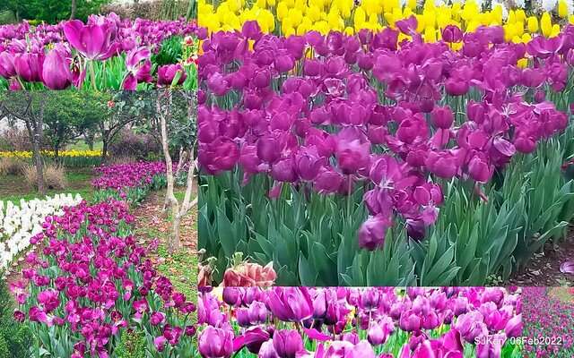 花卉試驗中心鬱金香展(2022 Tulid blossoms exhibition), Taipei, Taiwan, SJKen,Feb 6,  2022.