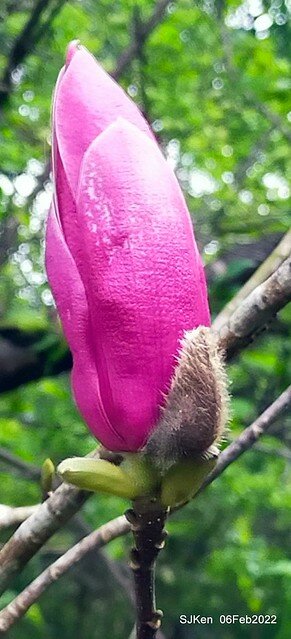 「陽明山花卉試驗中心風信子與香花篇」(Hyacinthus orientalis & other blossoms), Taipei, Taiwan, SJKen, Feb 6, 2022.