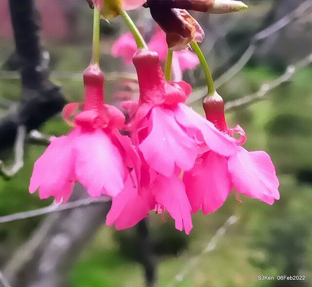 花卉試驗中心櫻花篇(2022 Cherry blossoms ), Taipei, Taiwan, SJKen,Feb 6, 2022.