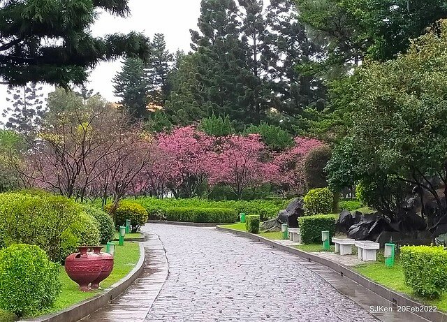 「中正紀念堂」寒流雨中賞櫻與杜鵑花(Cherry Blossom & Rhododendron at C.K.S. Memorial Hall), Taipei, Taiwan, SJKen, Feb 20, 2022.