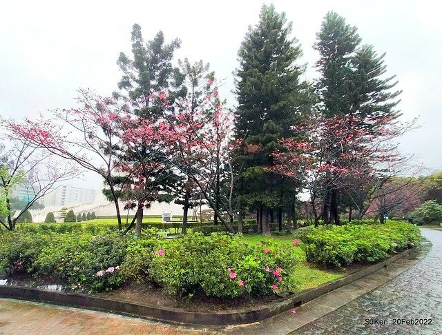 「中正紀念堂」寒流雨中賞櫻與杜鵑花(Cherry Blossom & Rhododendron at C.K.S. Memorial Hall), Taipei, Taiwan, SJKen, Feb 20, 2022.
