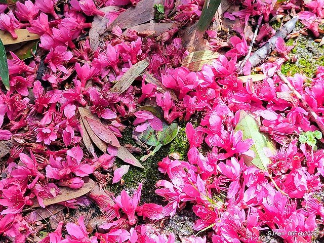 花卉試驗中心櫻花篇(2022 Cherry blossoms ), Taipei, Taiwan, SJKen,Feb 6, 2022.