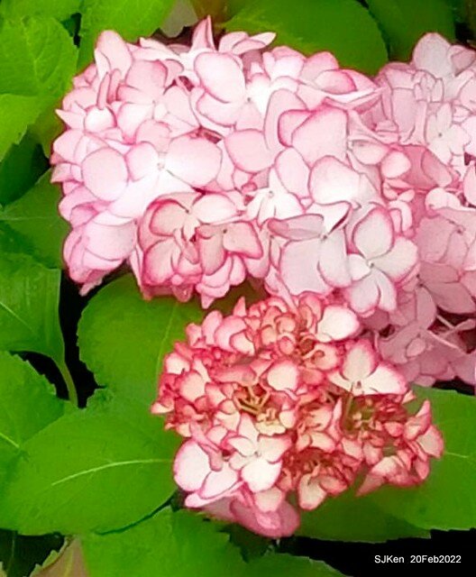 「大安森林公園2022台北杜鵑花季」(Hydrangea & Rhododendron flower exhibition at Da-An forest park), Taipei, Taiwan, SJKen, Feb 20, 2022.