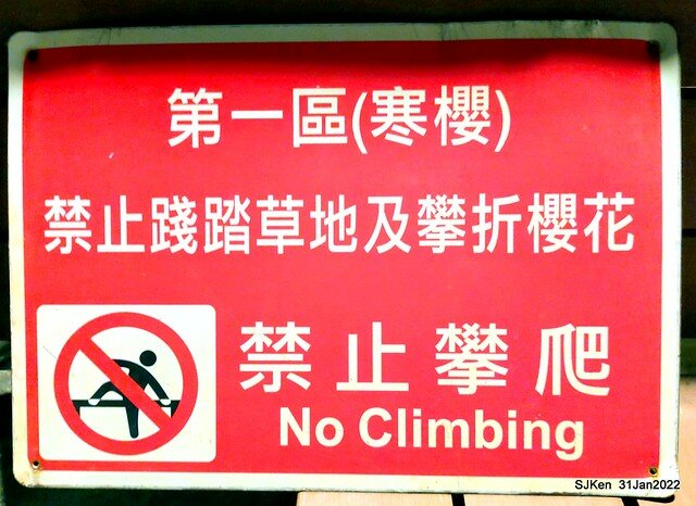 「2022台北東湖樂活夜櫻季」(2022 Taipei Lohas Cherry Blossoms Festival), Taipei, Taiwan, SJKen, Jan 31, 2022.