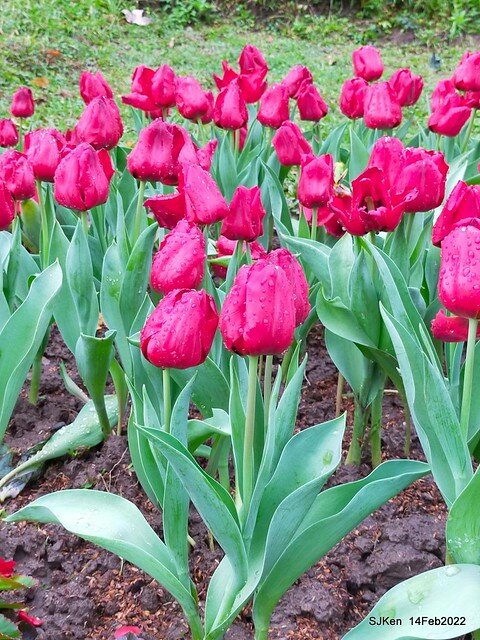 「新店碧潭風景區鬱金香花海」(Tulid blossoms at Pi lake), Hsinpei city, North Taiwan, SJKen, Feb 14, 2022.