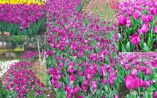 花卉試驗中心鬱金香展(2022 Tulid blossoms exhibition), Taipei, Taiwan, SJKen,Feb 6,  2022.