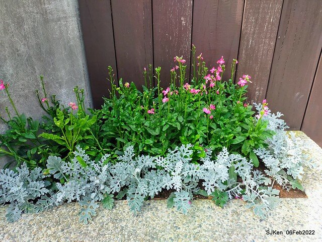 花卉試驗中心鬱金香展(2022 Tulid blossoms exhibition), Taipei, Taiwan, SJKen,Feb 6,  2022.