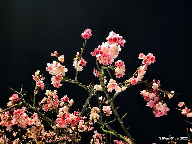 「2022台北東湖樂活夜櫻季」(2022 Taipei Lohas Cherry Blossoms Festival), Taipei, Taiwan, SJKen, Jan 31, 2022.