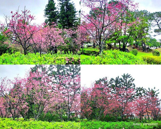 「中正紀念堂」寒流雨中賞櫻與杜鵑花(Cherry Blossom & Rhododendron at C.K.S. Memorial Hall), Taipei, Taiwan, SJKen, Feb 20, 2022.