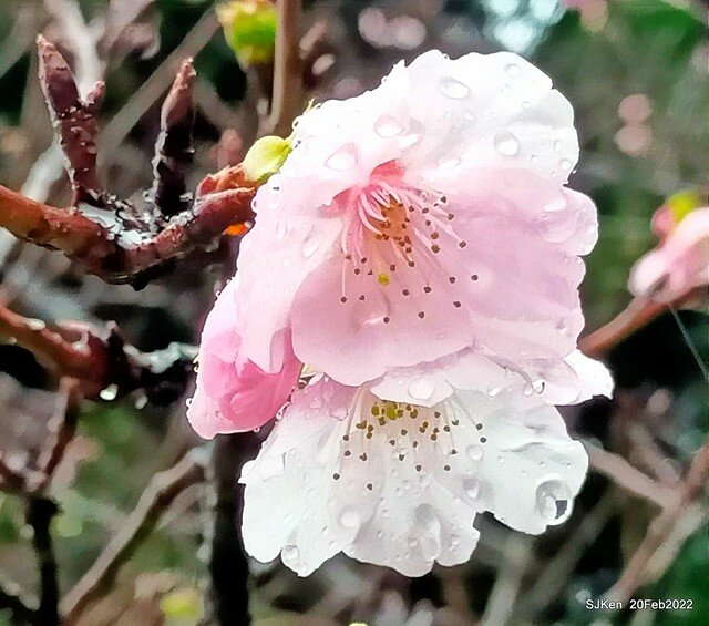 「中正紀念堂」寒流雨中賞櫻與杜鵑花(Cherry Blossom & Rhododendron at C.K.S. Memorial Hall), Taipei, Taiwan, SJKen, Feb 20, 2022.