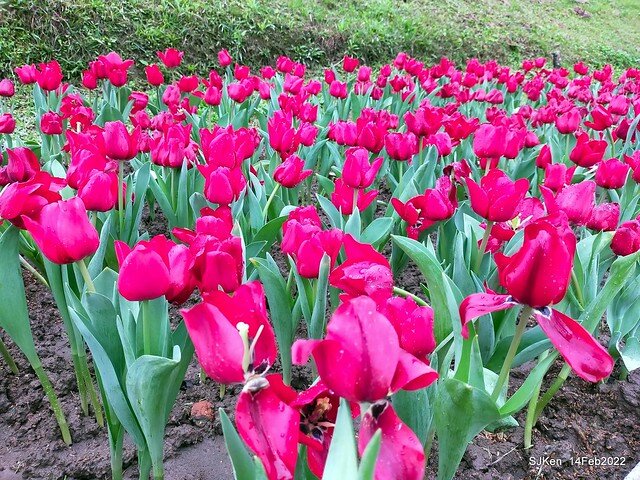 「新店碧潭風景區鬱金香花海」(Tulid blossoms at Pi lake), Hsinpei city, North Taiwan, SJKen, Feb 14, 2022.