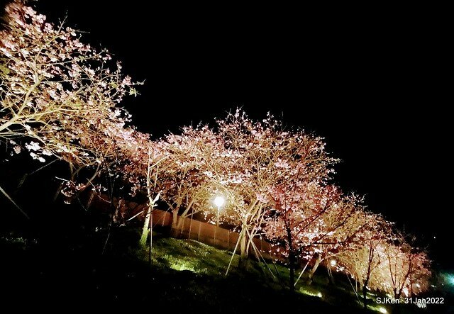 「2022台北東湖樂活夜櫻季」(2022 Taipei Lohas Cherry Blossoms Festival), Taipei, Taiwan, SJKen, Jan 31, 2022.